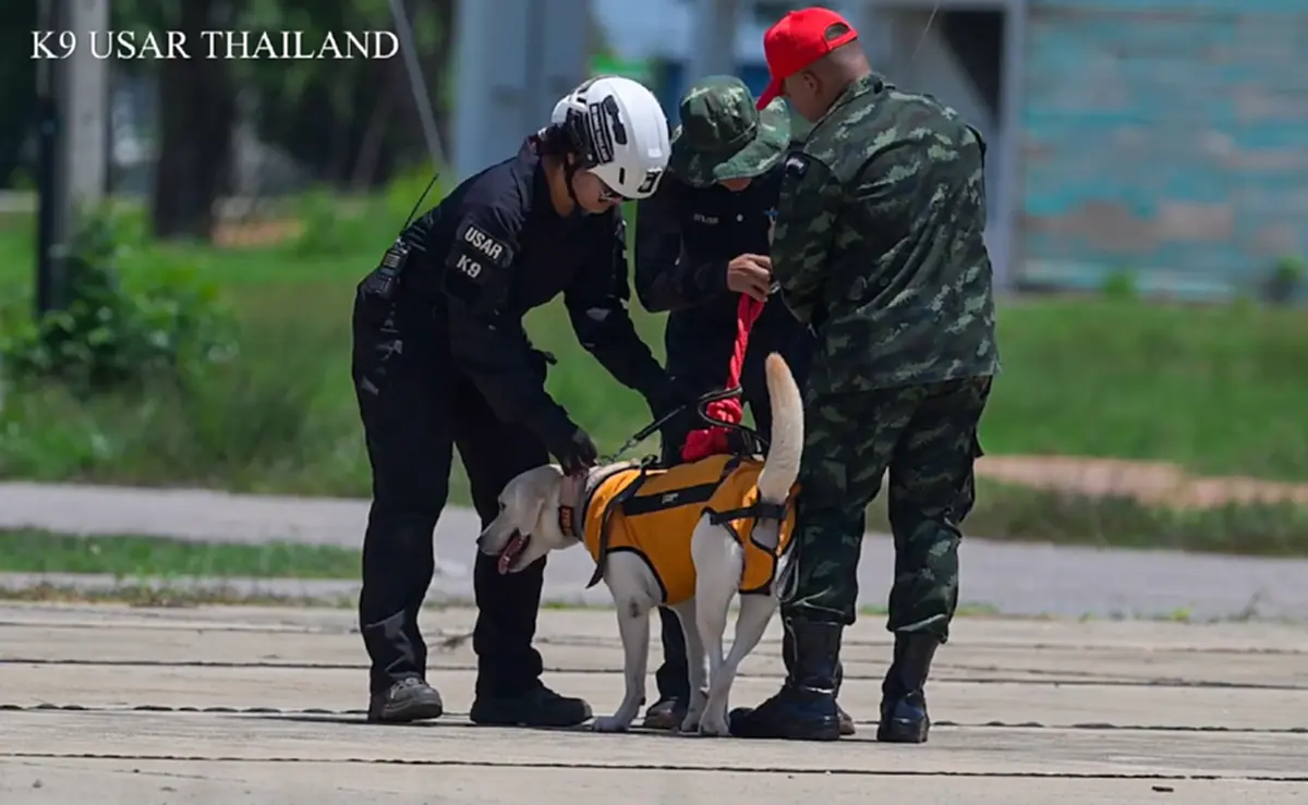 K9 USAR Thailand เปิดรับผู้บังคับสุนัขกู้ภัย ร่วมภารกิจระดับชาติ