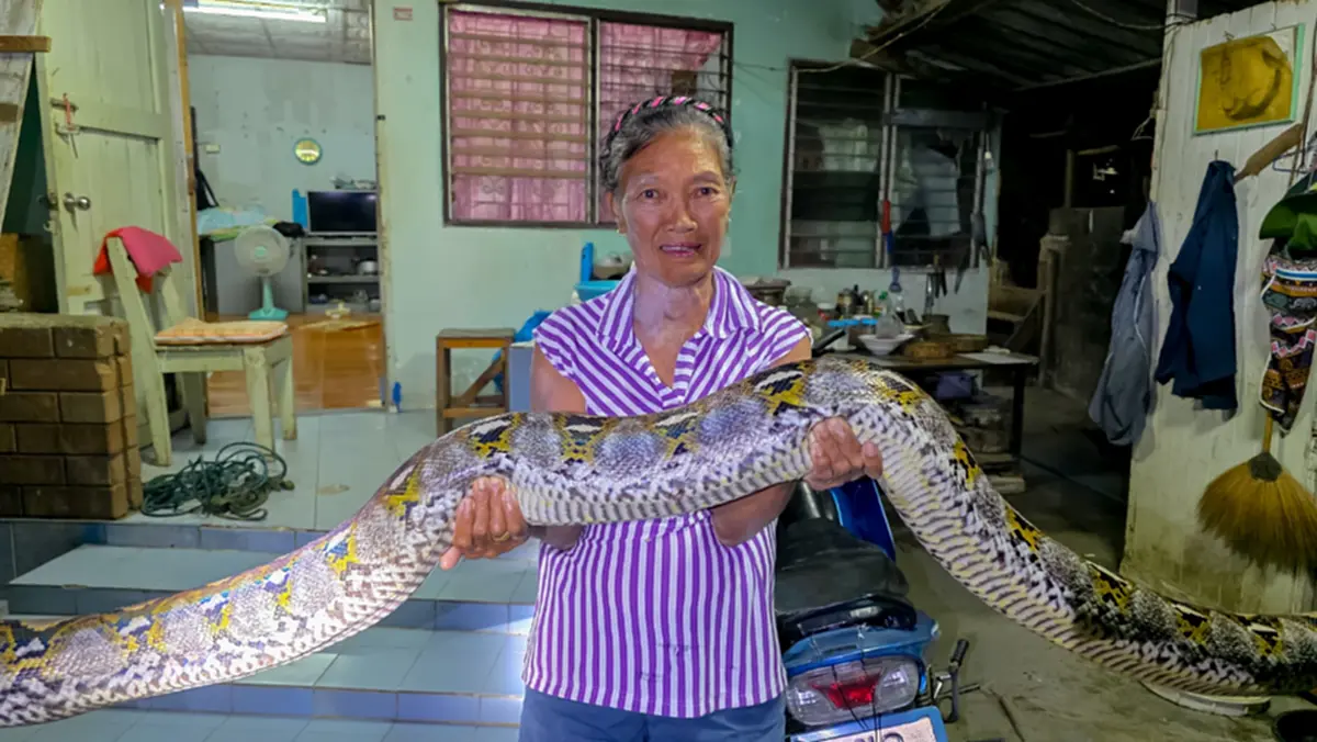 แผงหวยสะเทือน! ส่องเลขพญางูเหลือมยักษ์บุกยึดบ้านยายวัย 75