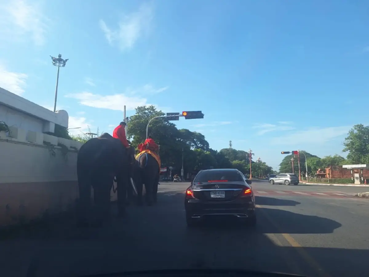 ขนาดช้างยังทำได้! คลิปหยุดรอไฟแดงกลางสี่แยก คนแห่แชร์สนั่น