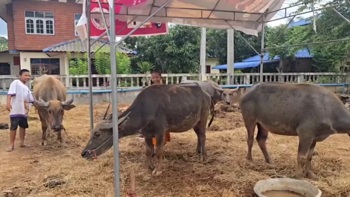 ควาย 4 ตัวหนีโรงเชือด ว่ายน้ำข้ามคลองเข้าวัด พระไถ่ชีวิต 1.1 แสน