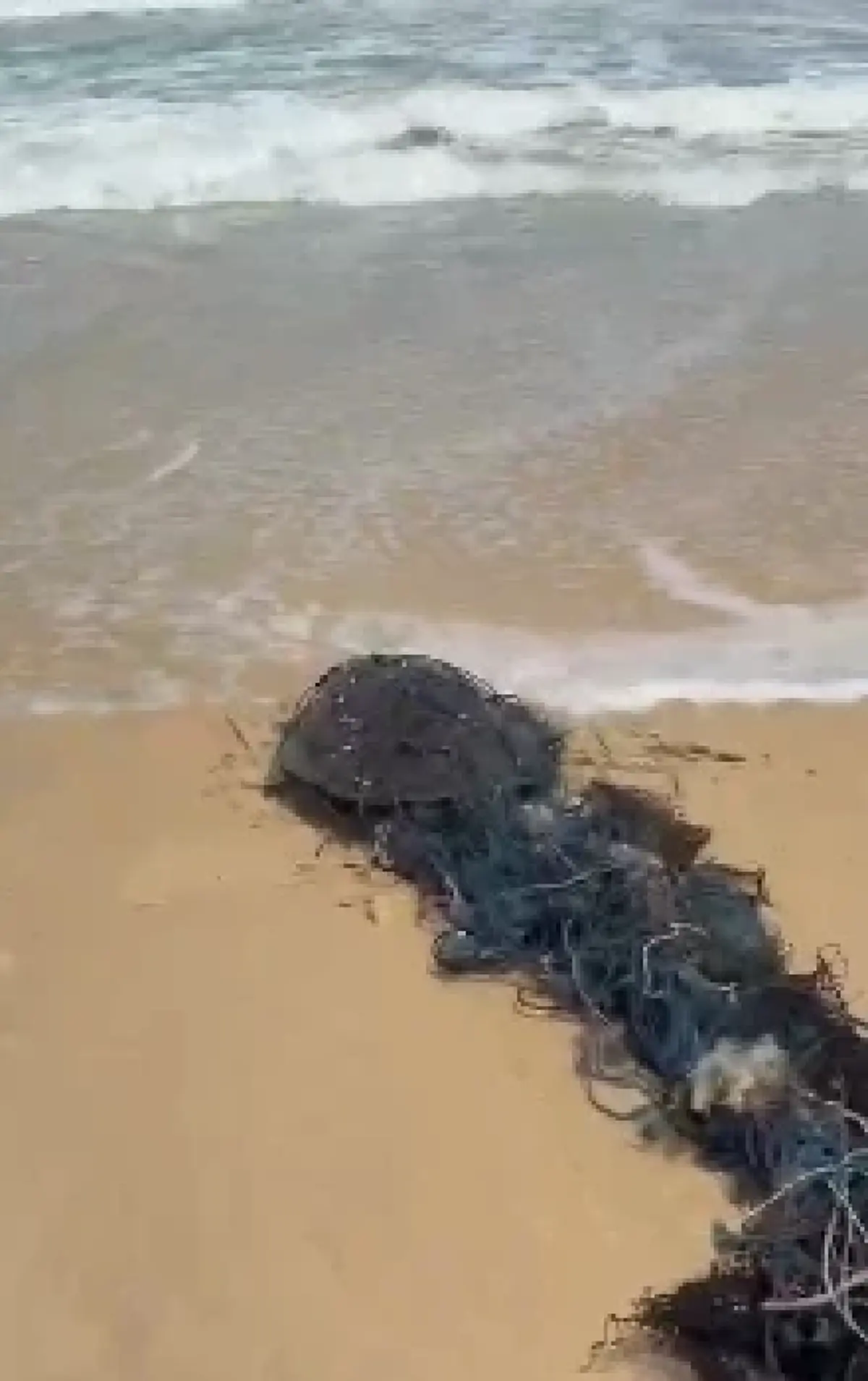 นาทีชีวิต! เต่าทะเลถูกอวนรัดเกยหาด โชคดีไลฟ์การ์ดเห็นทันเวลา