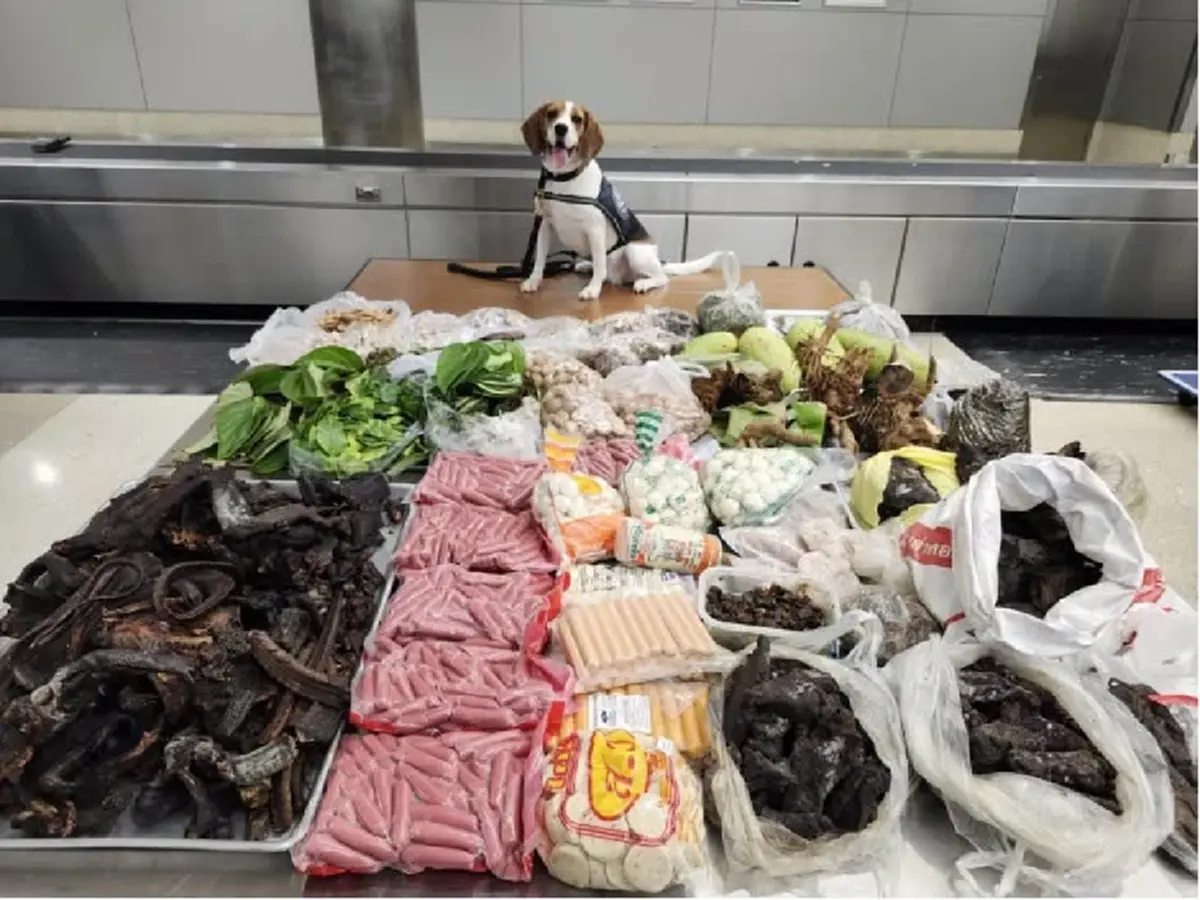 K9 สหรัฐฯ  โชว์ผลงาน  ตรวจกระเป๋าบินตรงจากไทย ยึดของล็อตใหญ่