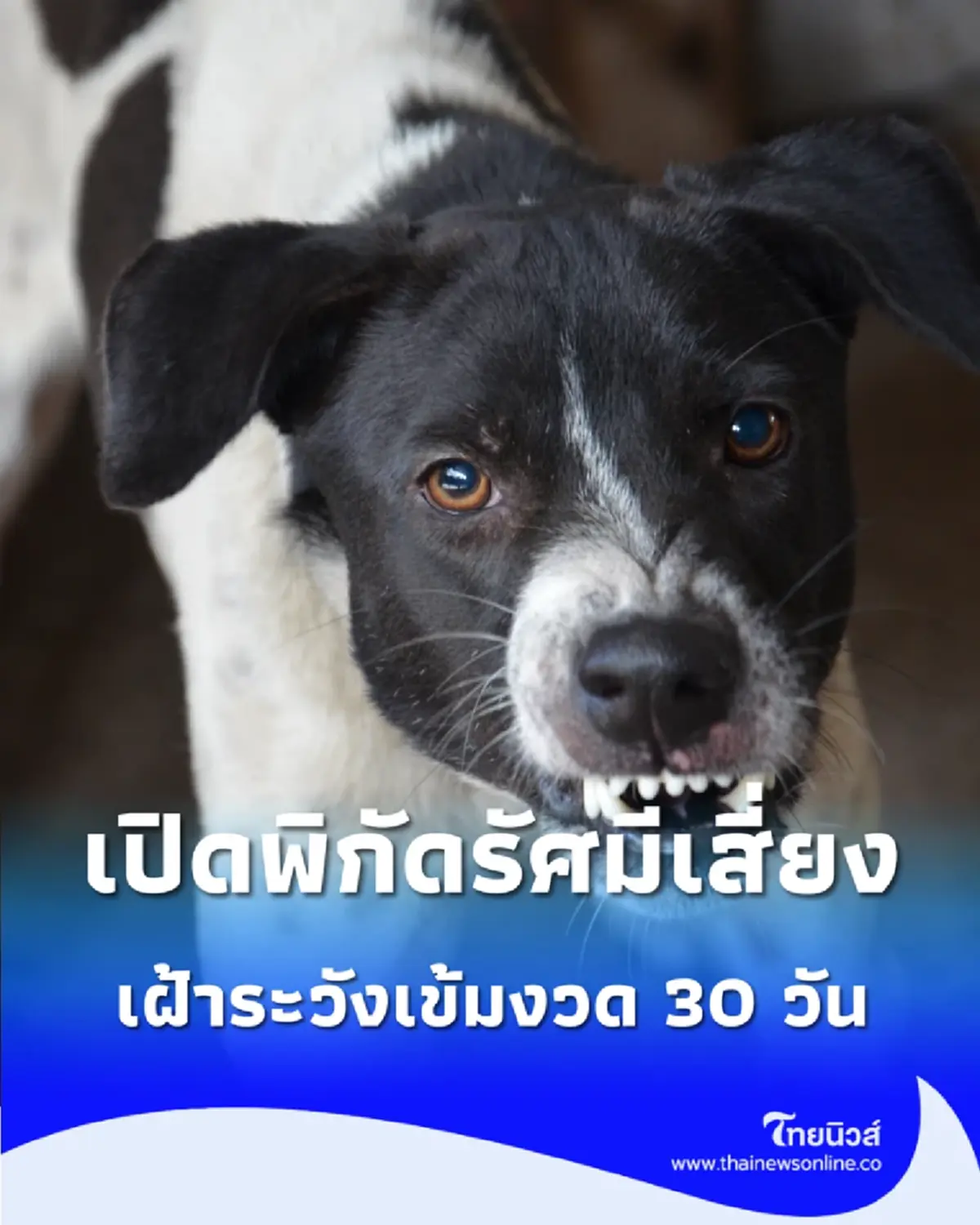 เฝ้าระวัง 30 วัน เปิดพิกัดรัศมีเสี่ยง หลังพบเคสสุนัขบ้าโผล่ในพื้นที่