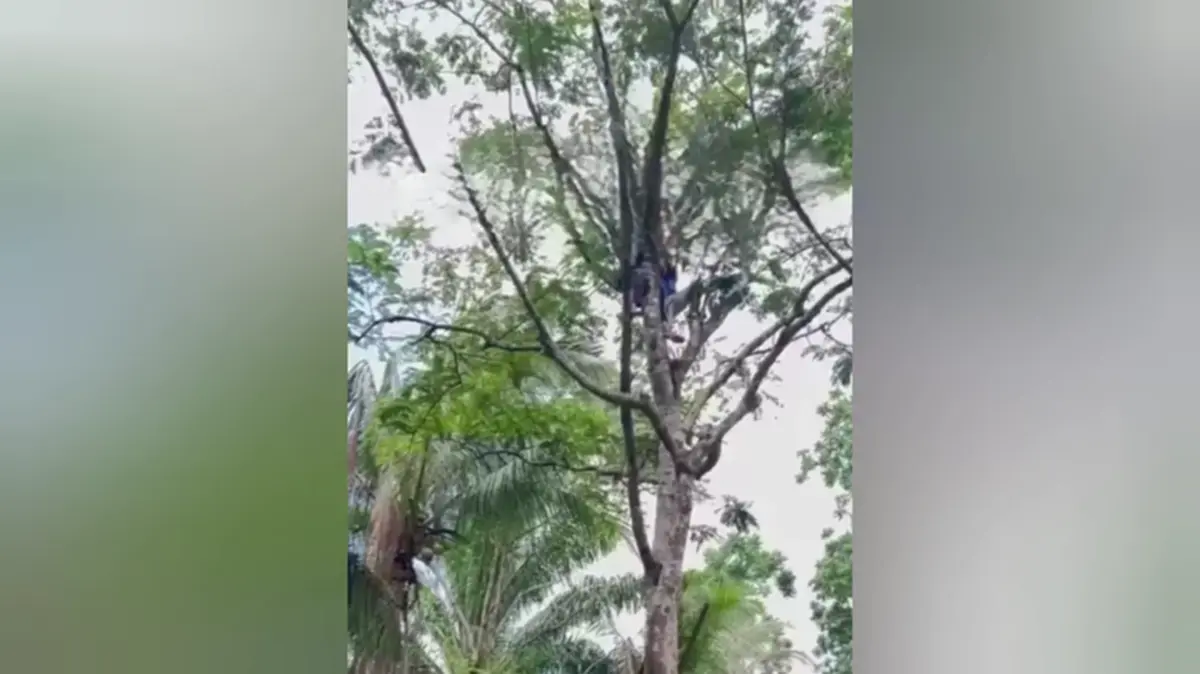 อุทาหรณ์ขึ้นต้นเก็บฝักสะตอ หน้ามืดเป็นลมอยู่บนต้นสูง 6 เมตร