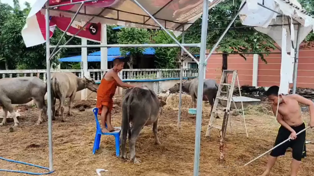 ควาย 4 ตัวหนีโรงเชือด ว่ายน้ำข้ามคลองเข้าวัด พระไถ่ชีวิต 1.1 แสน