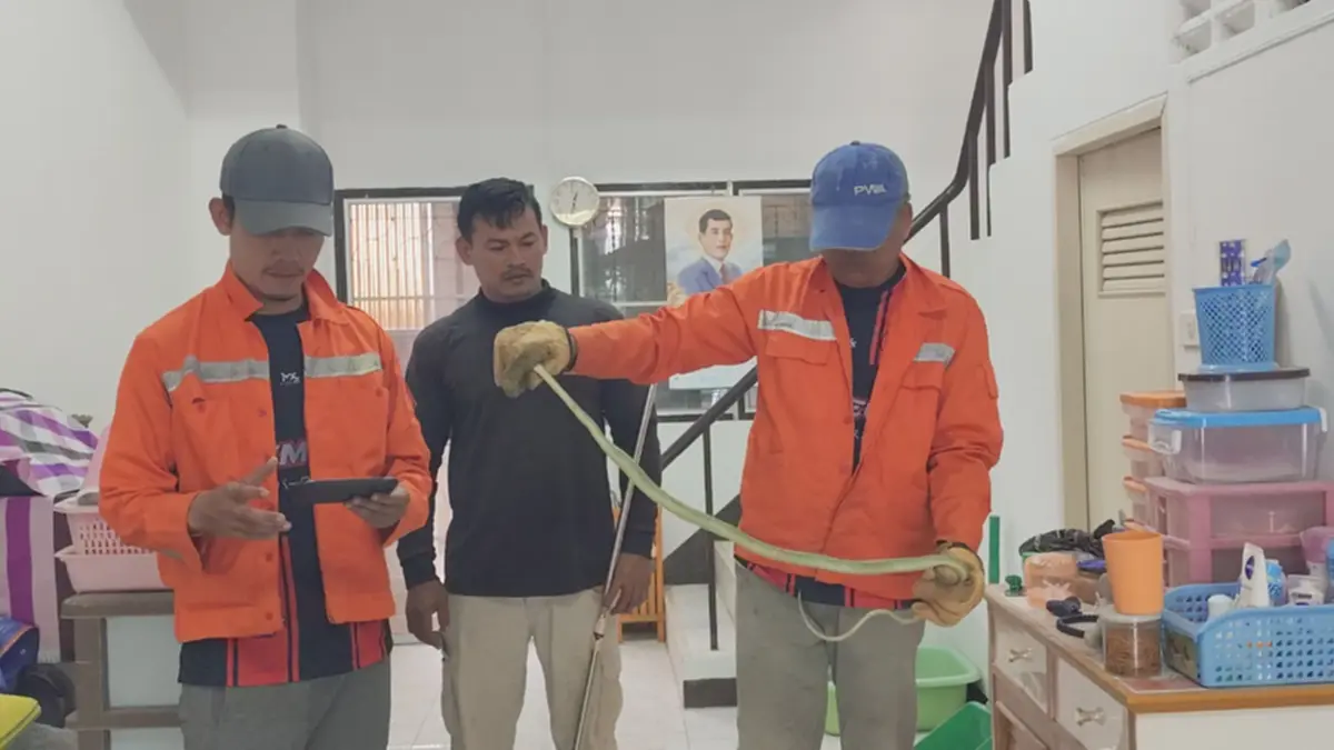 เจ้าของตกใจ งูเขียวเลื้อยขึ้นบ้าน เจ้าของเชื่อเป็นลางดี มาให้โชค