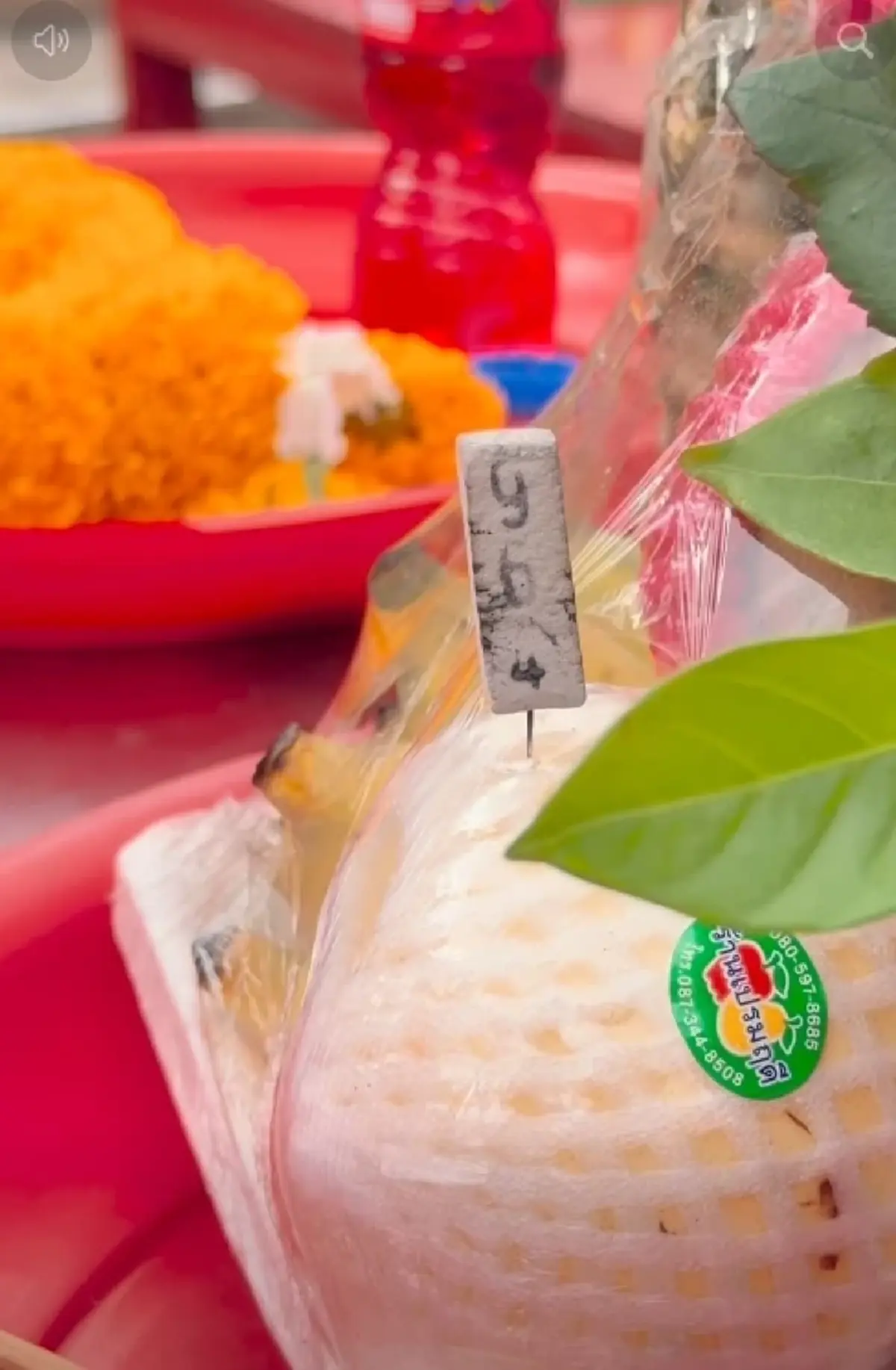 ส่อง บอล เชิญยิ้ม ไหว้ท้าวเวสสุวรรณ ก่อนจุดธูปมงคลได้เลขสวย