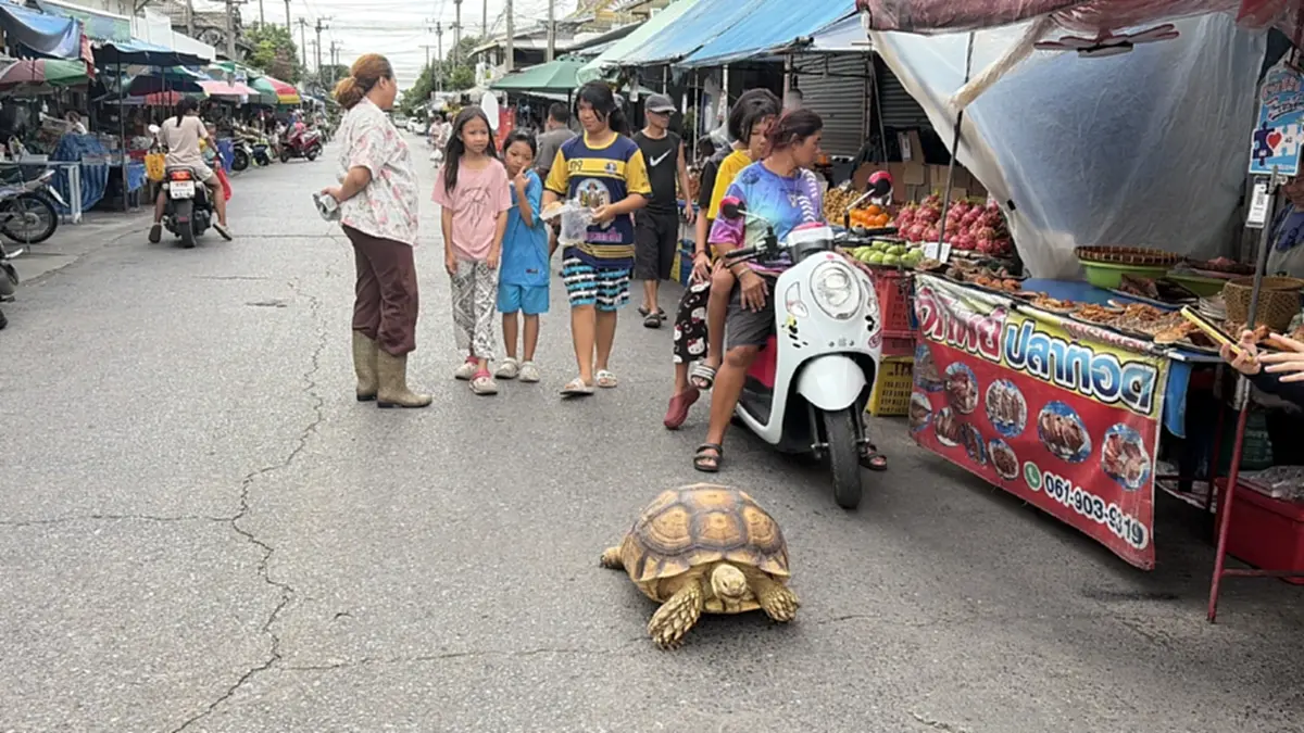 เอ็นดู "น้องโฟล์ค" เต่ายักษ์เดินเที่ยวตลาด จำทางกลับบ้านเองได้