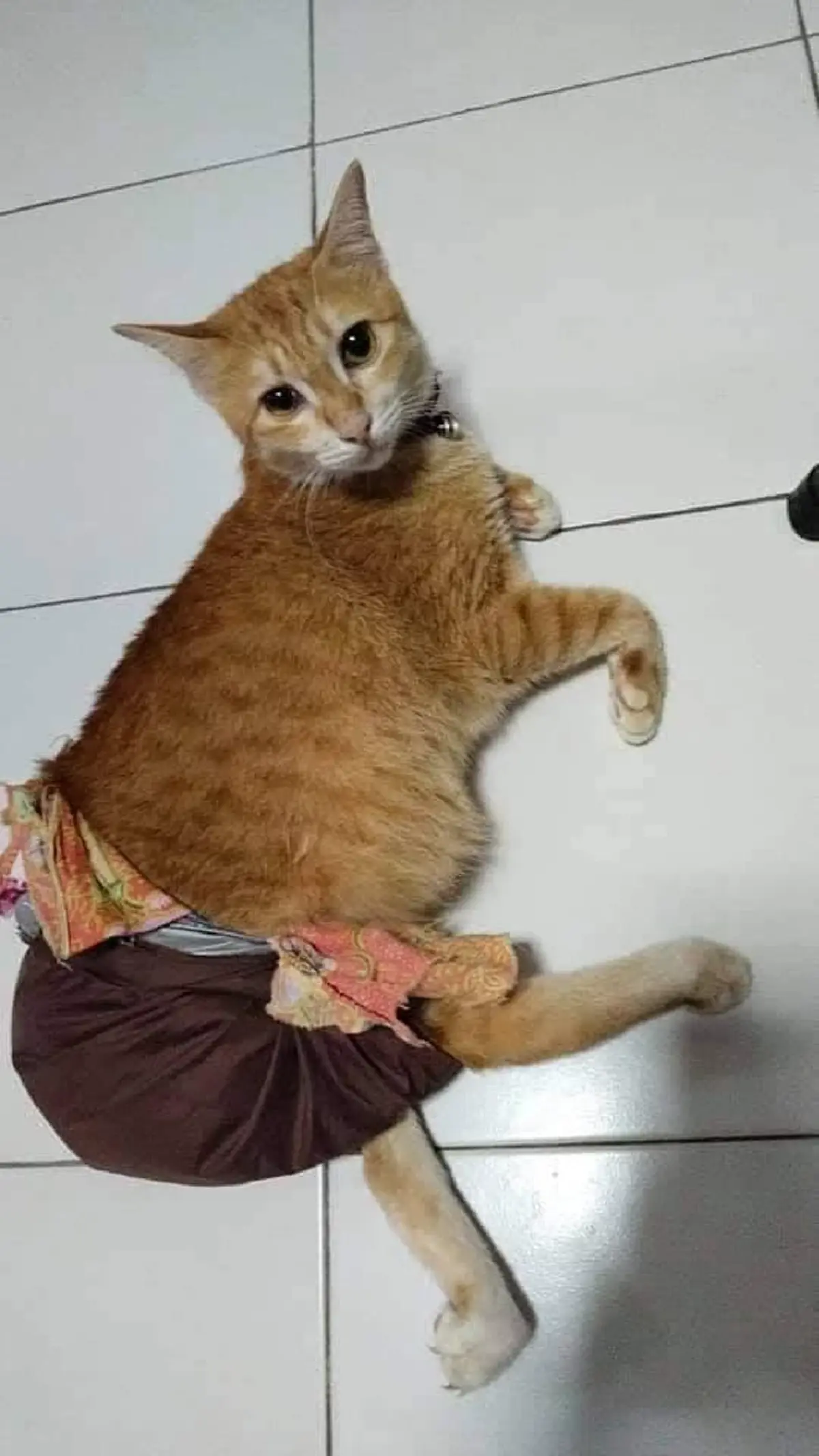 บีบหัวใจ ภารกิจสะดุด แม่มุดตามหา สีส้ม ไม่ได้แล้วเพราะงูเห่า