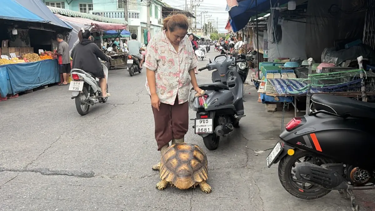 เอ็นดู "น้องโฟล์ค" เต่ายักษ์เดินเที่ยวตลาด จำทางกลับบ้านเองได้