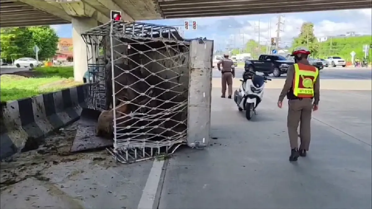 กระบะขนวัวคว่ำ รอดหวุดหวิดเชื่อปาฏิหาริย์หลวงปู่ทวด