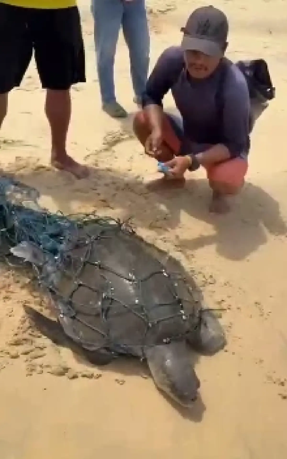 นาทีชีวิต! เต่าทะเลถูกอวนรัดเกยหาด โชคดีไลฟ์การ์ดเห็นทันเวลา