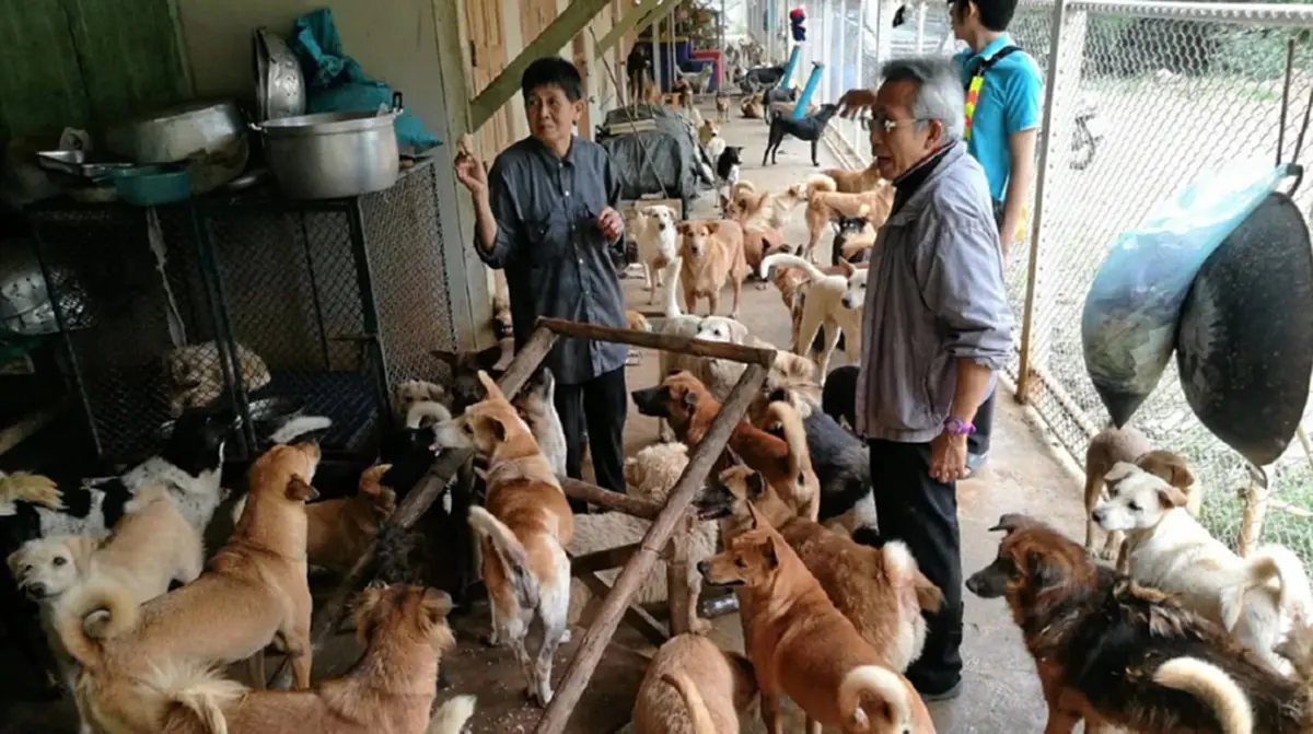 ชีวิตล่าสุด ยายติ๋ม นางฟ้าของสัตว์จร หลานแจ้งข่าวร้าย