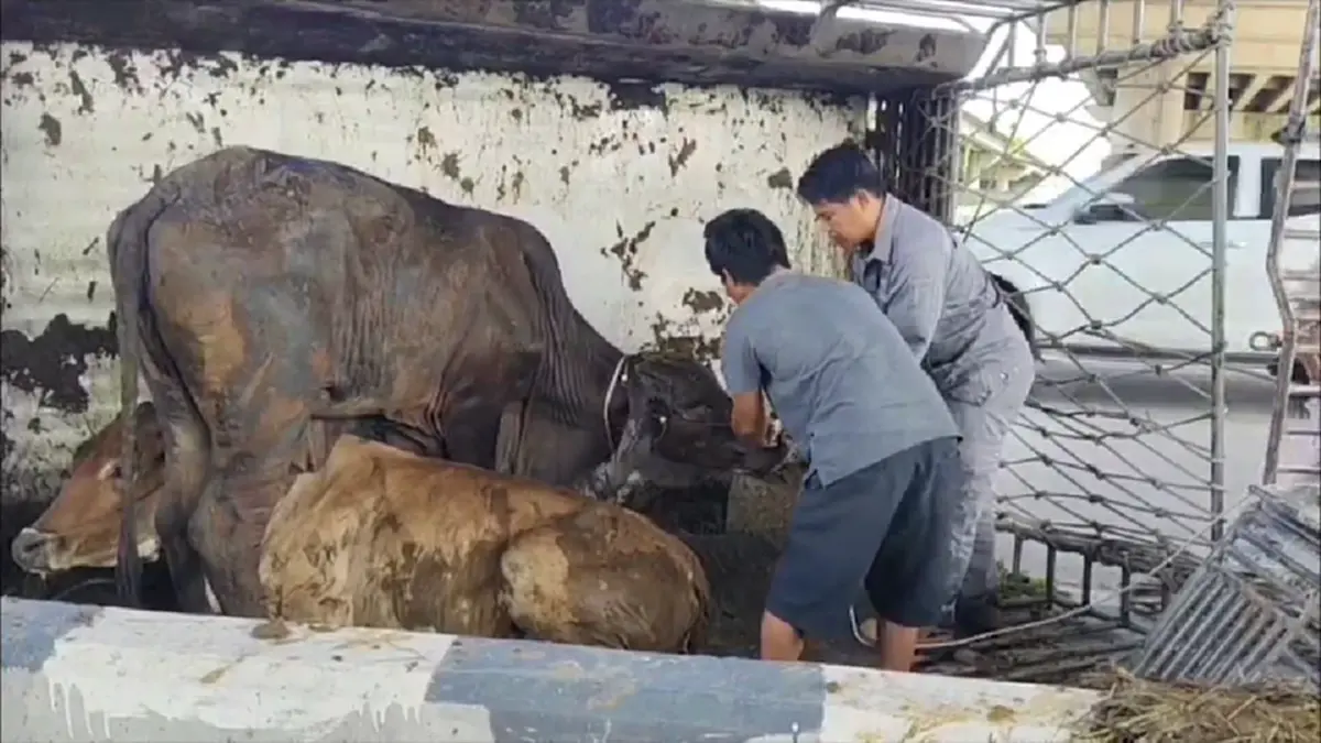 กระบะขนวัวคว่ำ รอดหวุดหวิดเชื่อปาฏิหาริย์หลวงปู่ทวด