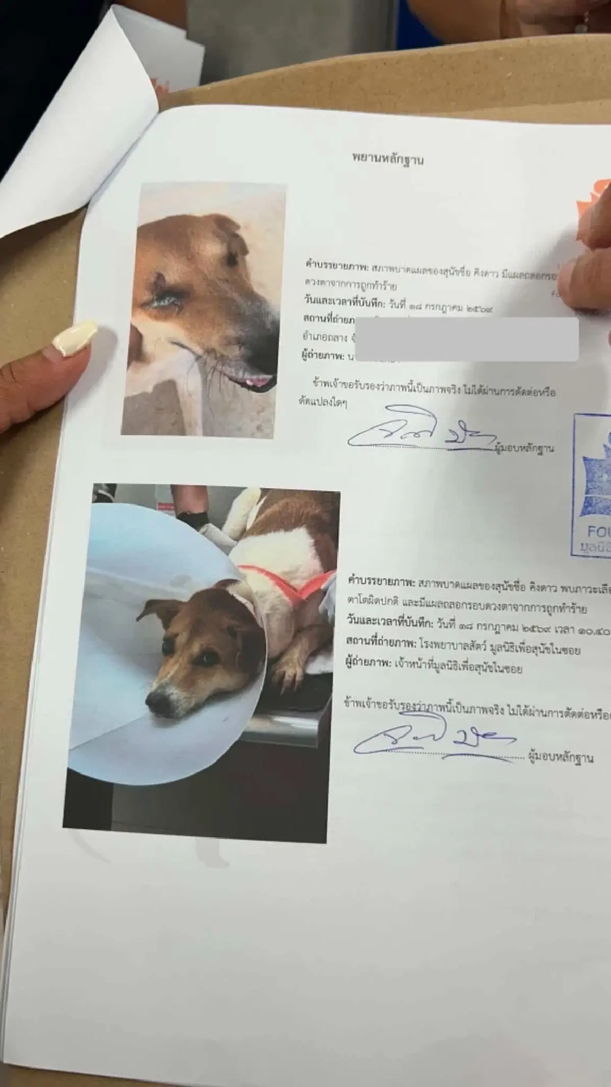 อัปเดต! อาการหมาจร ถูกคู่รักชายหญิงเปิดรั้วบุกบ้านทำร้าย