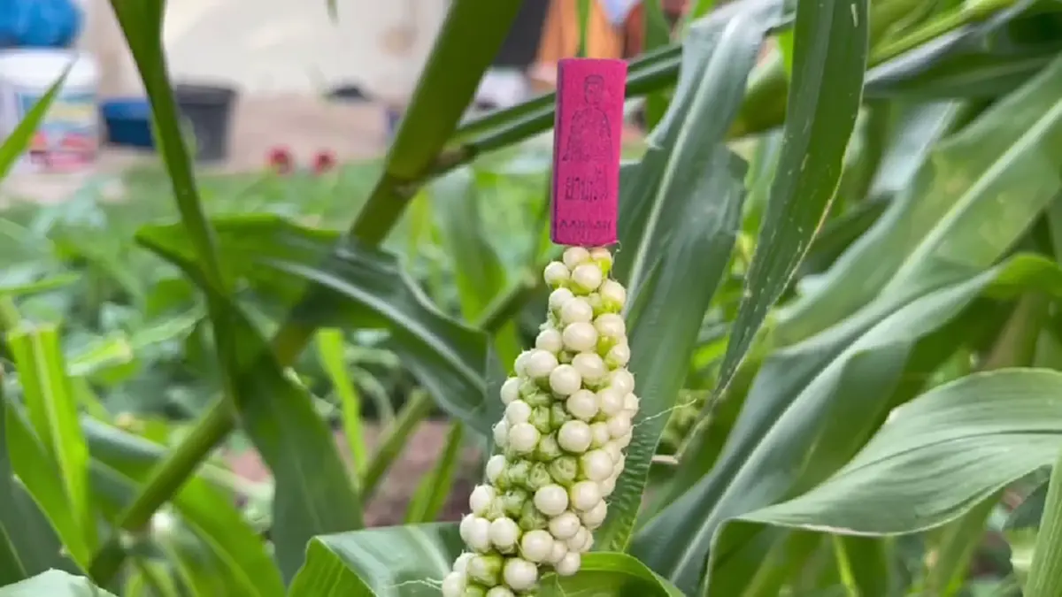ฮือฮาสุรินทร์! ข้าวโพดประหลาดเม็ดชมพูคล้ายไข่มุก เชื่อมาให้โชค