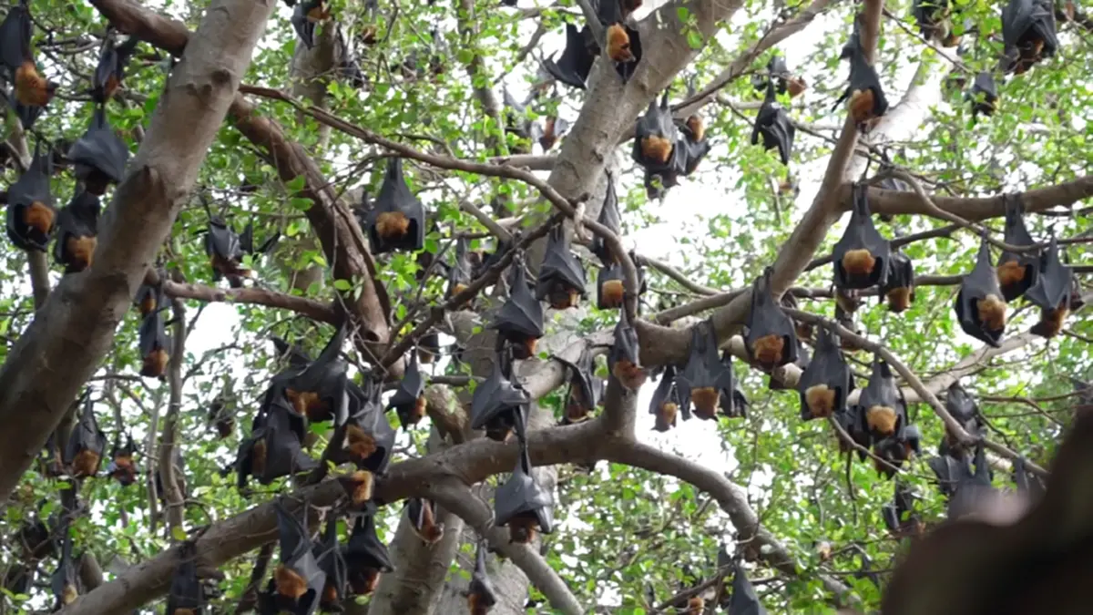 ฮือฮา! ค้างคาวแม่ไก่กว่า 5,000 ตัว หนีภัยมาพึ่งวัดบางไผ่นารถ