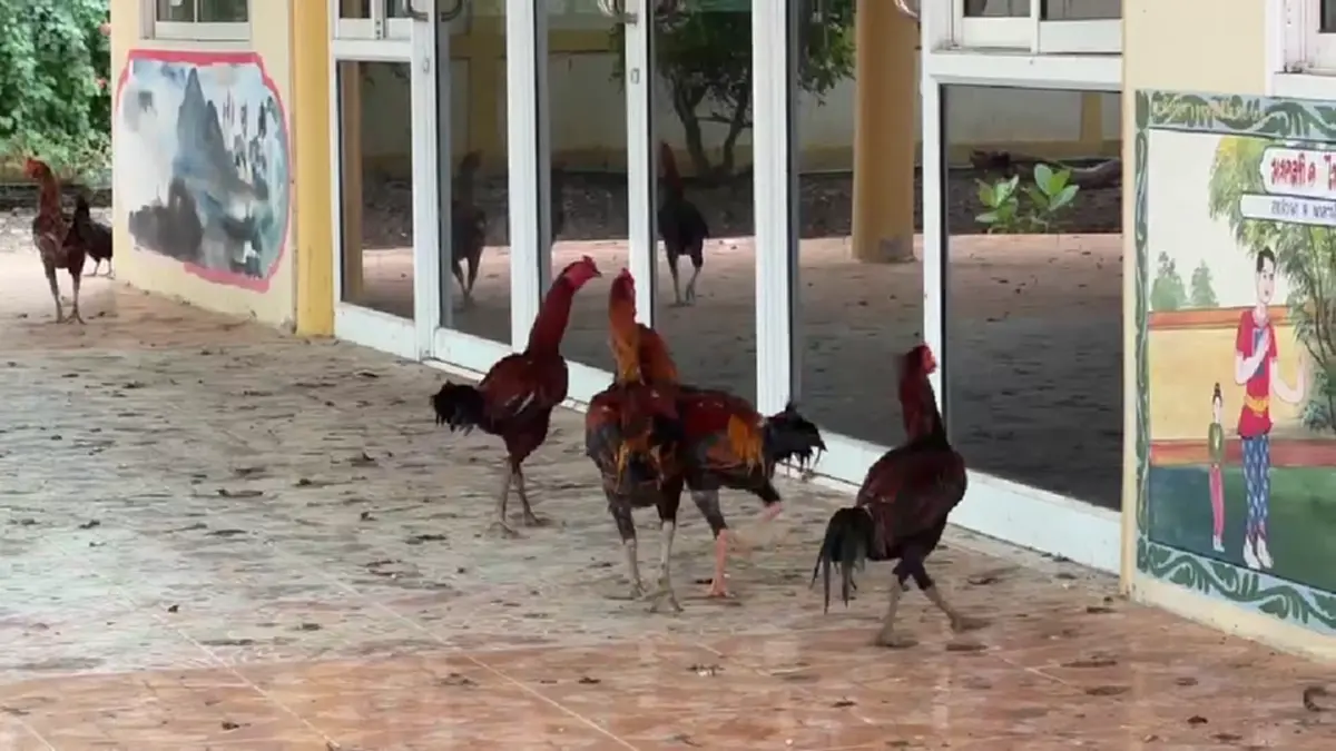 วัดเพชรบุรีเดือดร้อน! เซียนไก่ชนแพ้แล้วทิ้งวัดนับร้อยตัว