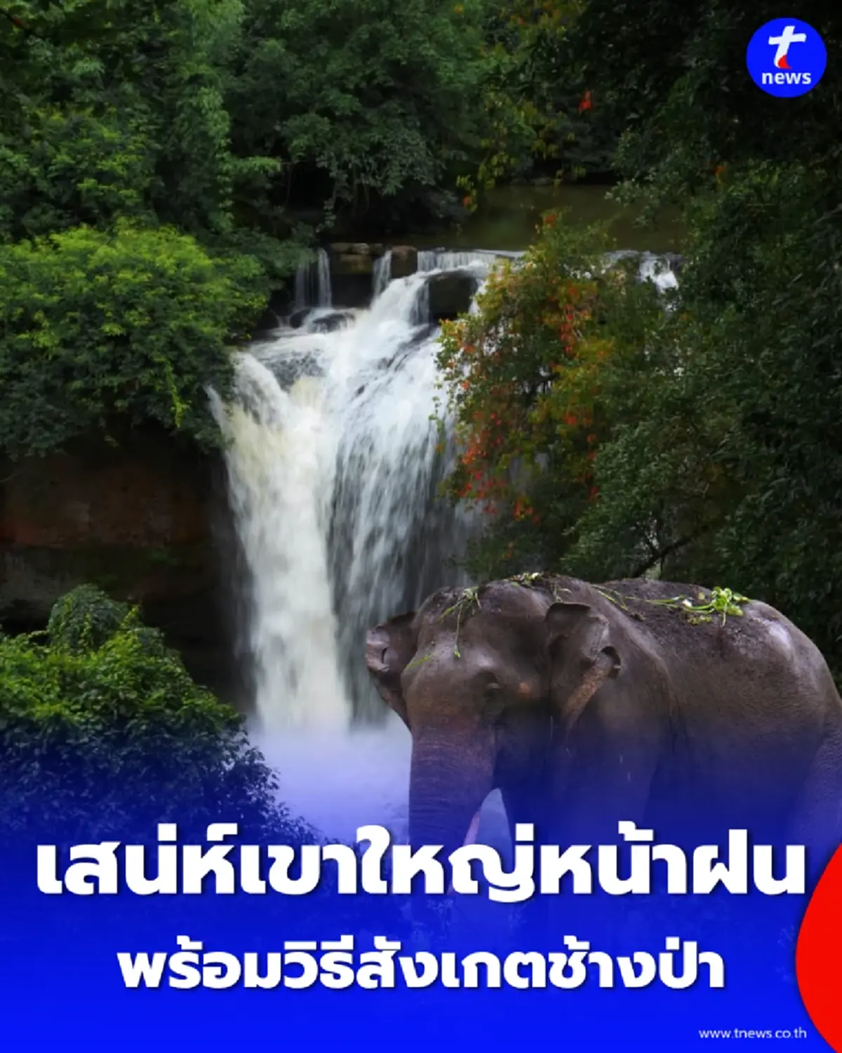 สายเที่ยวเขาใหญ่ต้องรู้ วิธีดู ช้างป่าอารมณ์ร้าย แบบไหนเสี่ยงอันตราย