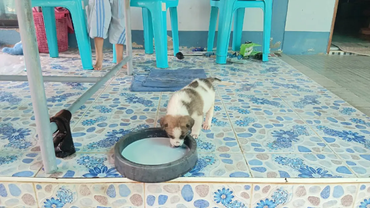 ผวาทั้งหมู่บ้าน! สุนัข-ไก่ ดับปริศนา คืนเดียว 17 ตัว สงสัยถูกวางยา
