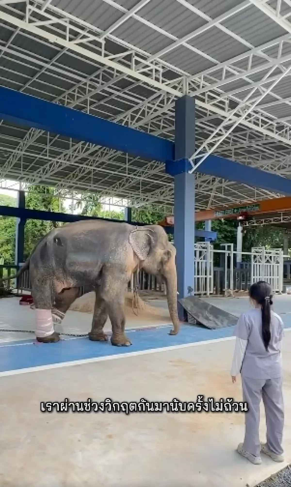 เกินคาด อาการล่าสุด "พี่เดียว" ช้างขาหัก ปาฏิหาริย์เกิดขึ้นแล้ว