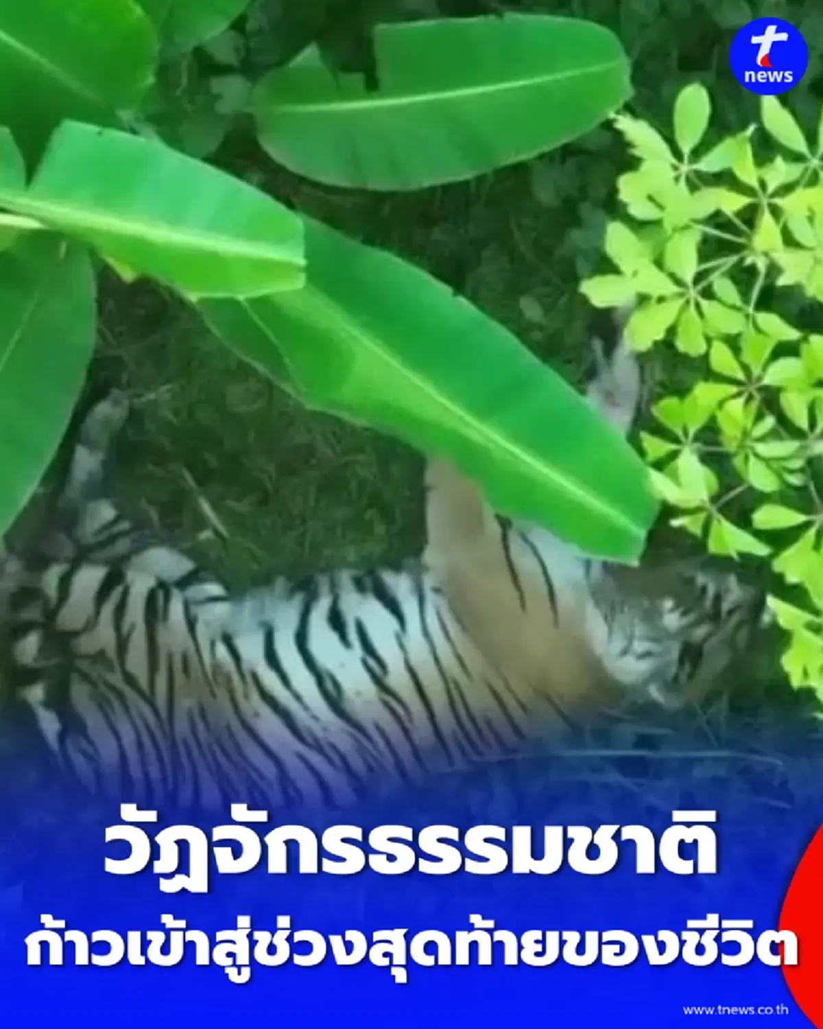 หาชมยาก เปิดภาพเบื้องหลังเจ้าหน้าที่ ล้อมวงดูแล เสือปิ่น ในวัย 13 ปี