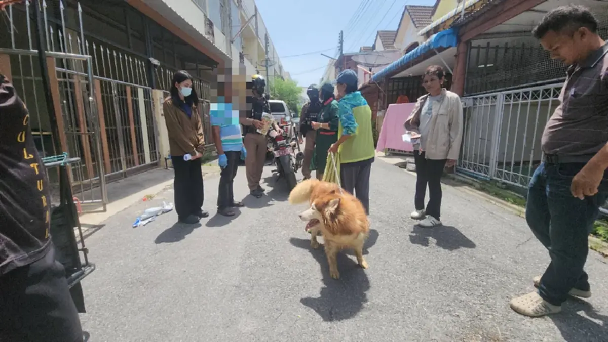 ช่วย "น้องโพลี" ไซบีเรียนถูกทิ้ง 3 เดือน กู้ภัยสงขลาเร่งหาบ้าน