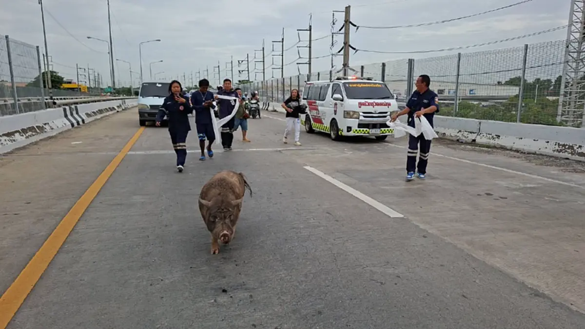หนีเที่ยว 4 วัน! "เจ้าเล็ก" หมูป่า 100 โลป่วนสะพาน ตาต้องง้อกลับ