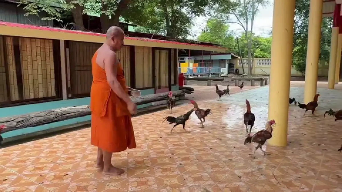 วัดเพชรบุรีเดือดร้อน! เซียนไก่ชนแพ้แล้วทิ้งวัดนับร้อยตัว