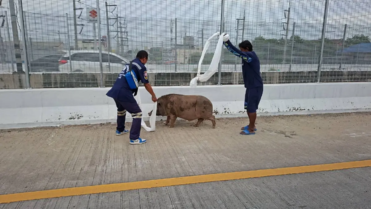 หนีเที่ยว 4 วัน! "เจ้าเล็ก" หมูป่า 100 โลป่วนสะพาน ตาต้องง้อกลับ