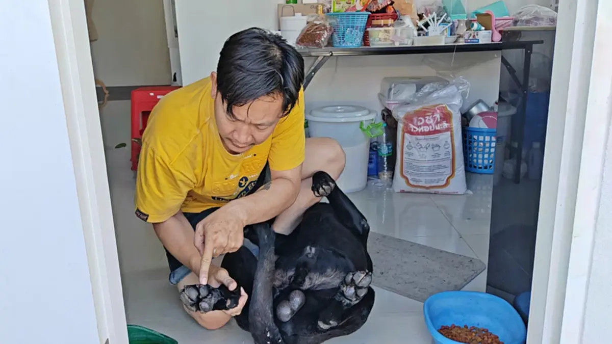 เจ้าของร้องไห้เห็นคลิปสุนัขโดนลาก 2 กม. ถามจิตใจยังเป็นคนไหม