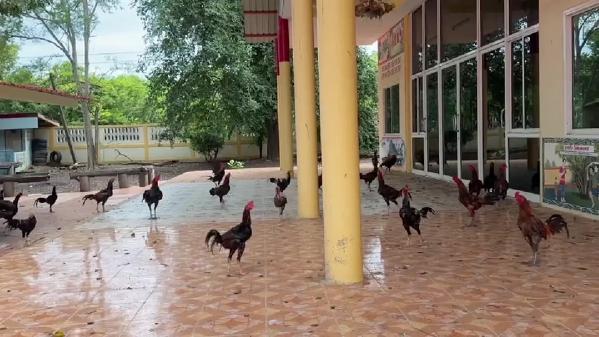 วัดเพชรบุรีเดือดร้อน! เซียนไก่ชนแพ้แล้วทิ้งวัดนับร้อยตัว