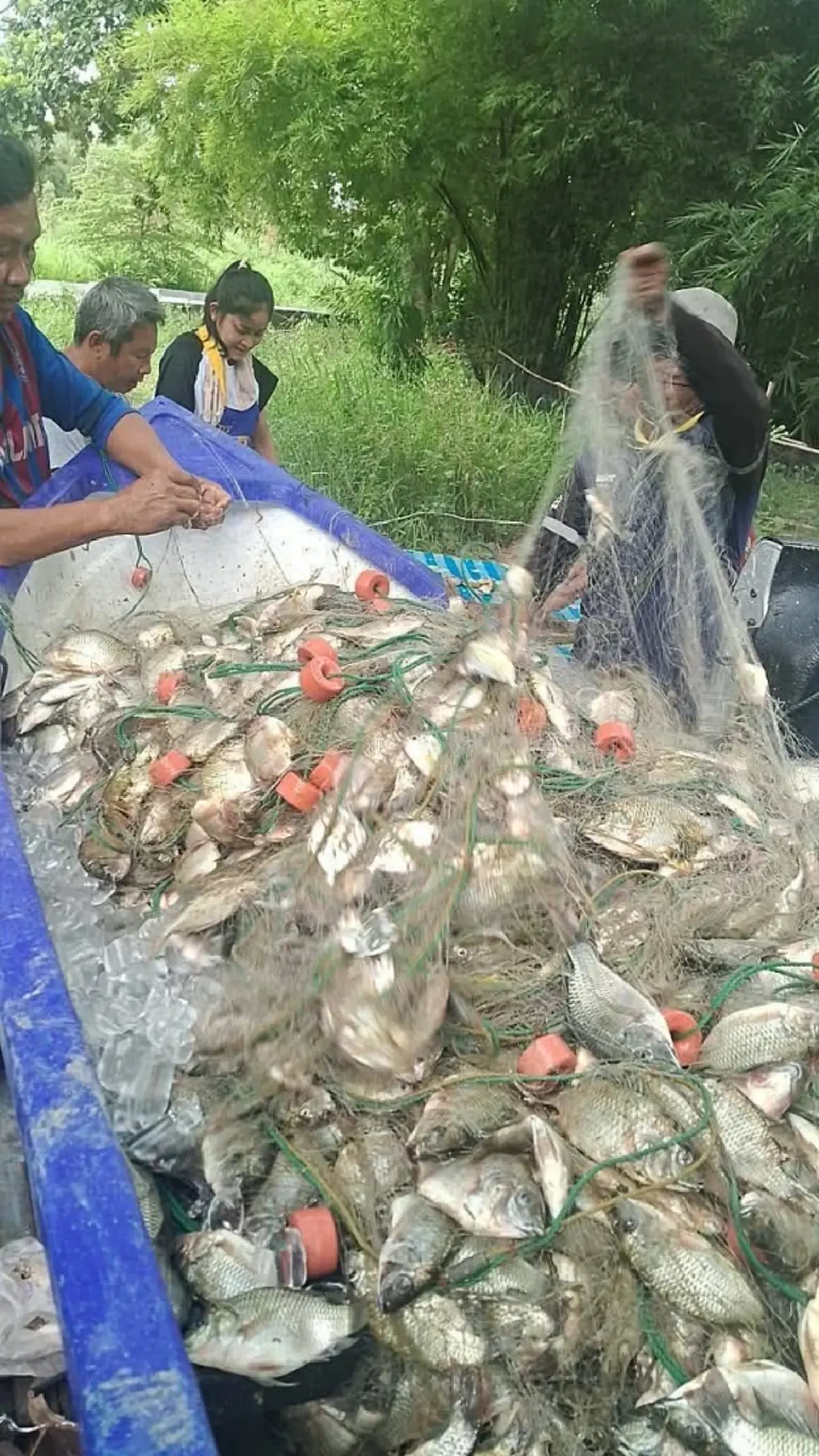 ชาวประมงผวา! ปลาหมอคางดำโผล่ทะเลโรงโป๊ะ ติดอวนแน่นกว่า 200 กก.