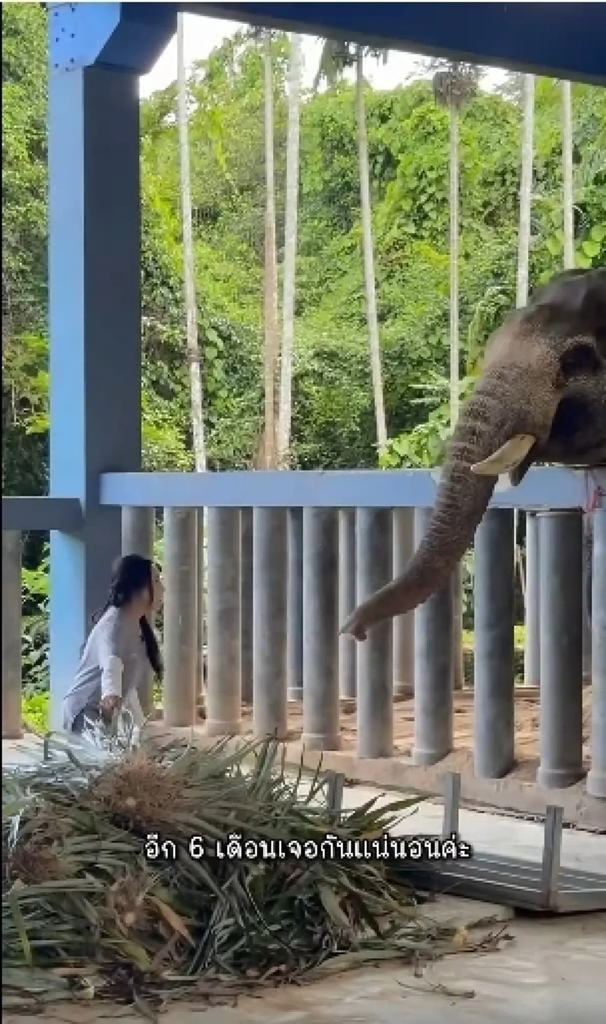 เกินคาด อาการล่าสุด "พี่เดียว" ช้างขาหัก ปาฏิหาริย์เกิดขึ้นแล้ว