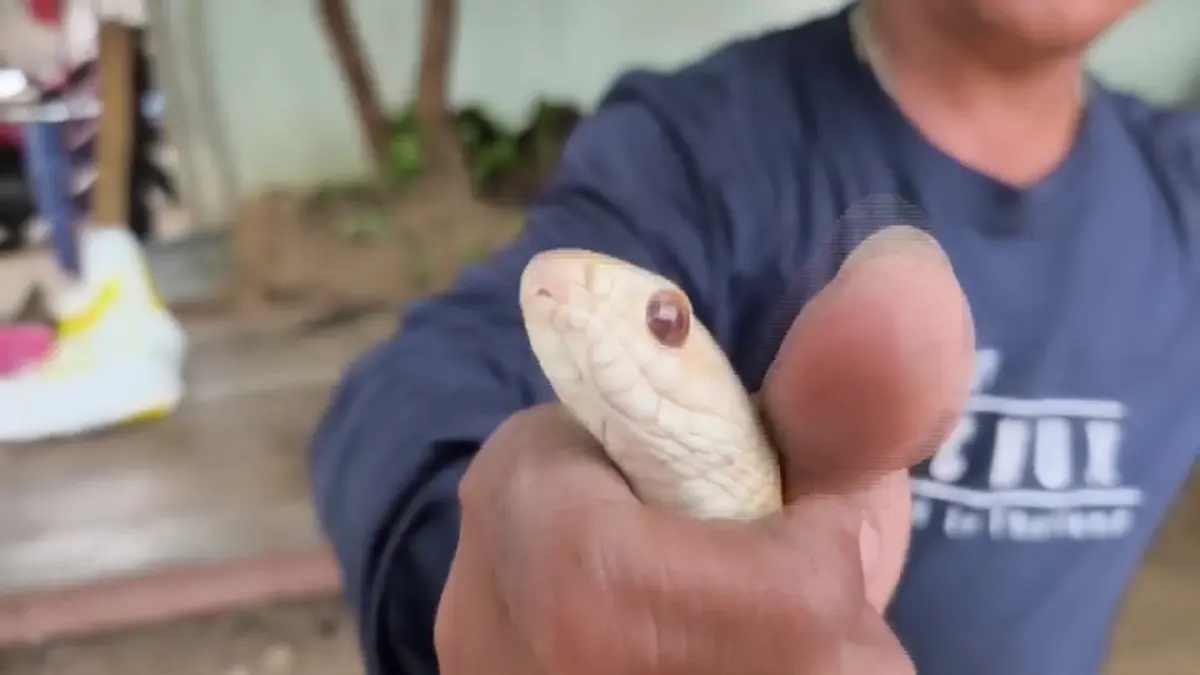 เปิดเลขที่บ้าน หลังเจองูสิงหางลายเผือกตาแดงเลื้อยติดสุ่มไก่