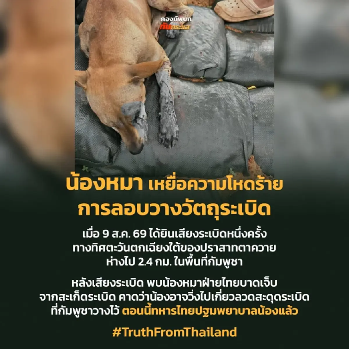 สงสารจับใจ! น้องหมาเหยื่อระเบิด ทหารไทยเร่งช่วยปฐมพยาบาล