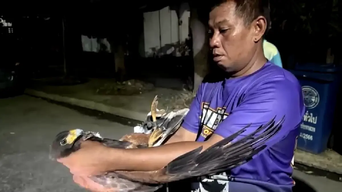 กู้ภัยสู้ชีวิตจับเหยี่ยวป่าโผล่ป่วนหมู่บ้าน โดนจิกแขนเหวอะ