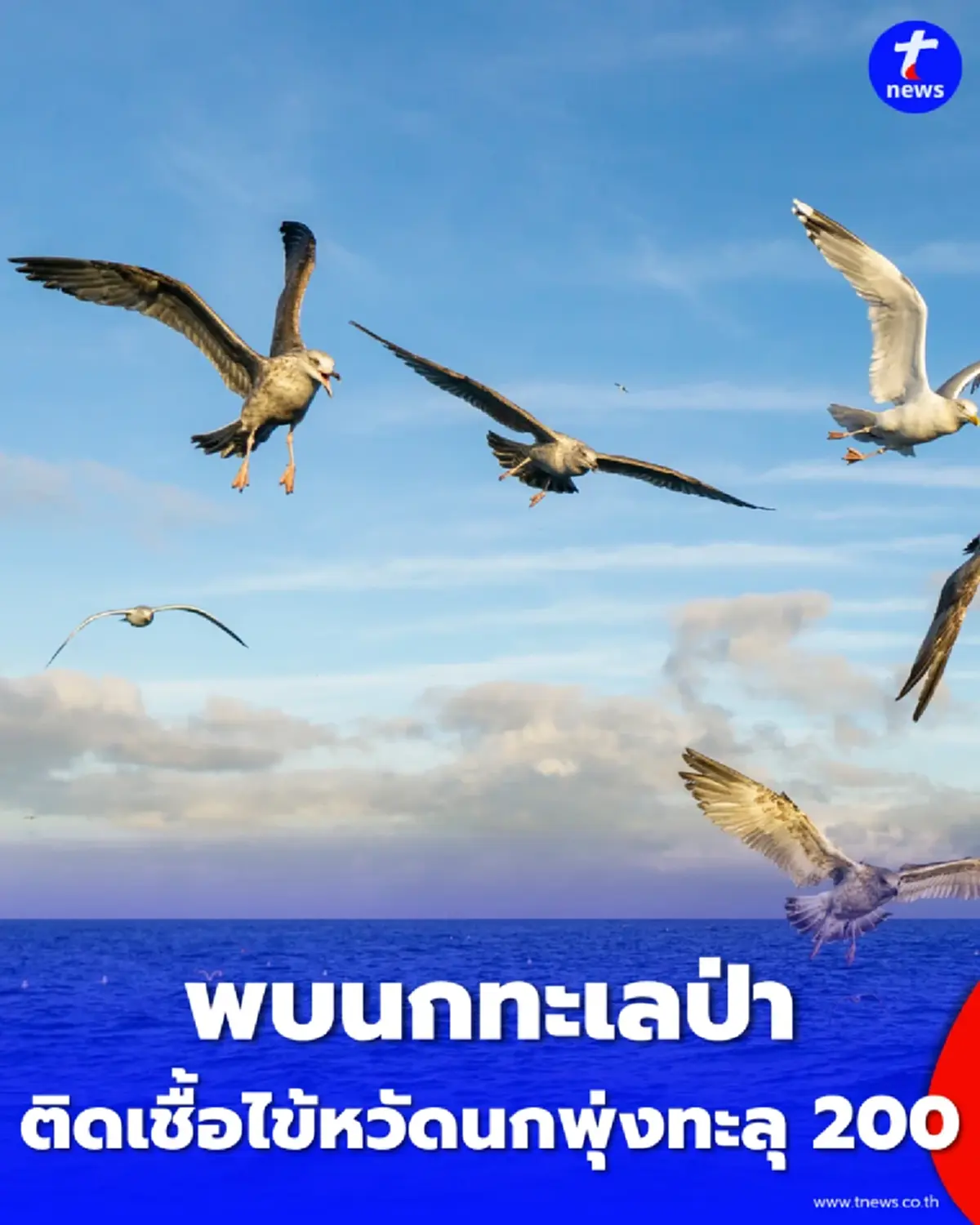 ออสเตรเลียพบนกทะเลป่าติดเชื้อไข้หวัดนก H5N1 พุ่งทะลุ 200