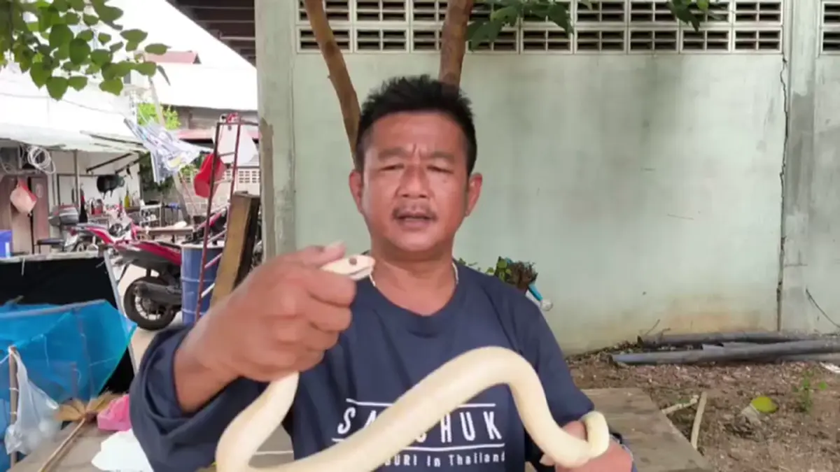 เปิดเลขที่บ้าน หลังเจองูสิงหางลายเผือกตาแดงเลื้อยติดสุ่มไก่