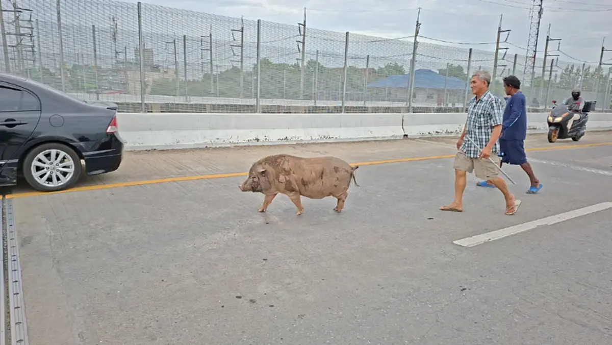 หนีเที่ยว 4 วัน! "เจ้าเล็ก" หมูป่า 100 โลป่วนสะพาน ตาต้องง้อกลับ