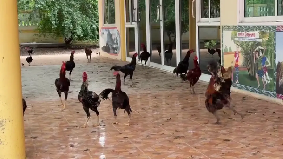 วัดเพชรบุรีเดือดร้อน! เซียนไก่ชนแพ้แล้วทิ้งวัดนับร้อยตัว