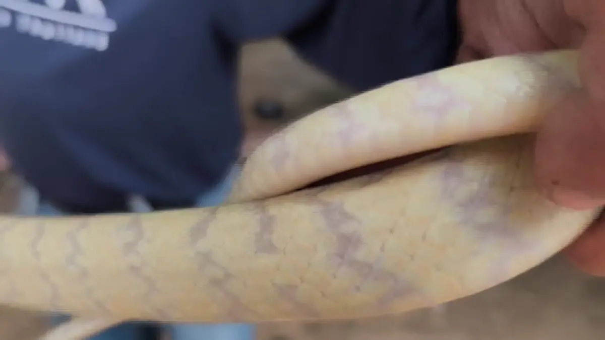 เปิดเลขที่บ้าน หลังเจองูสิงหางลายเผือกตาแดงเลื้อยติดสุ่มไก่
