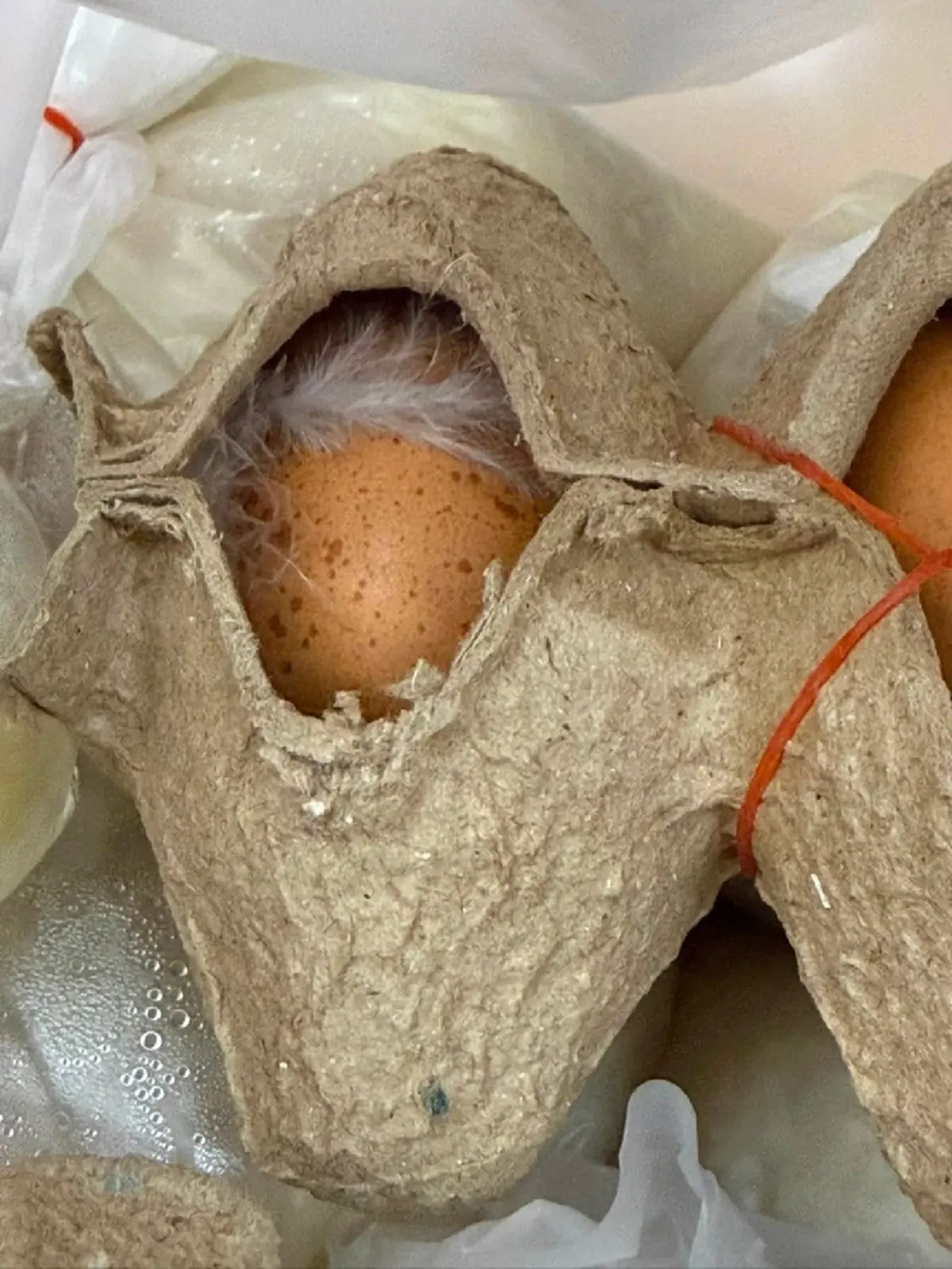 ทัวร์ลงสนั่น ลูกค้าเจอขนไก่ในไข่ลวก เพจดังชี้สิ่งสำคัญน่ากังวล