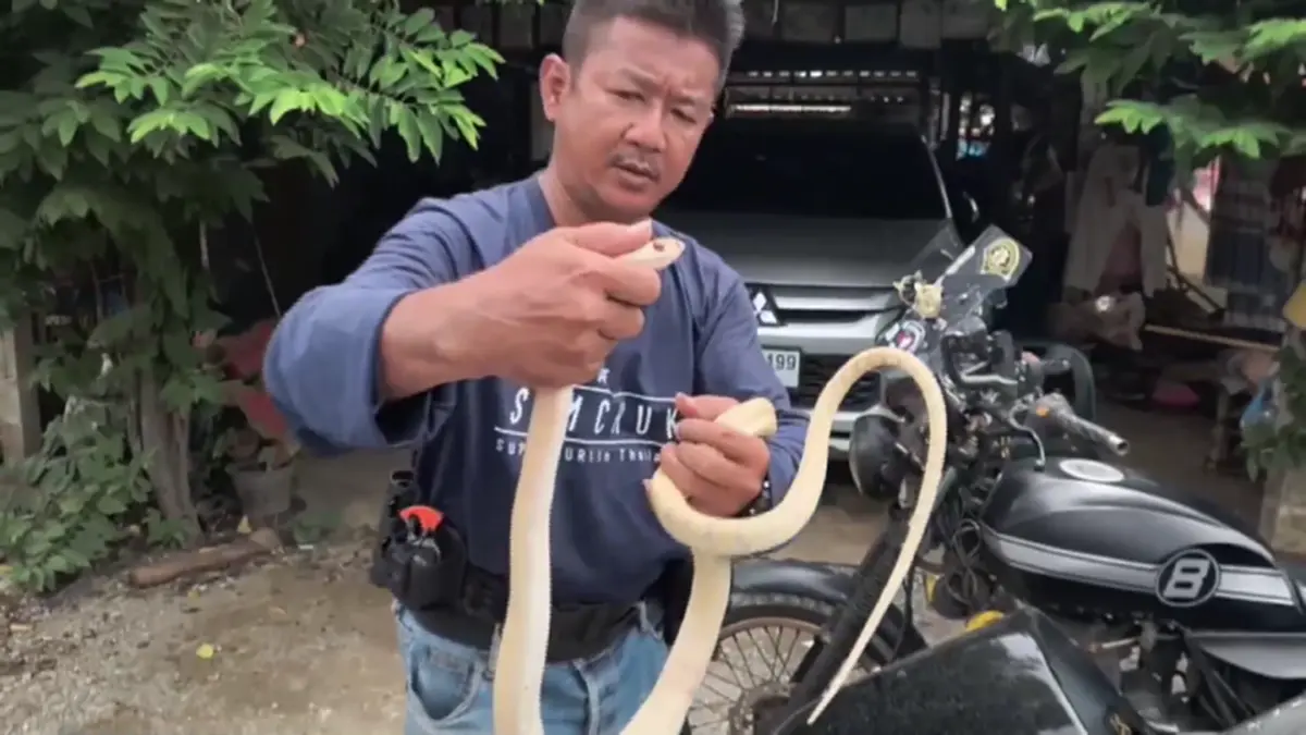 เปิดเลขที่บ้าน หลังเจองูสิงหางลายเผือกตาแดงเลื้อยติดสุ่มไก่