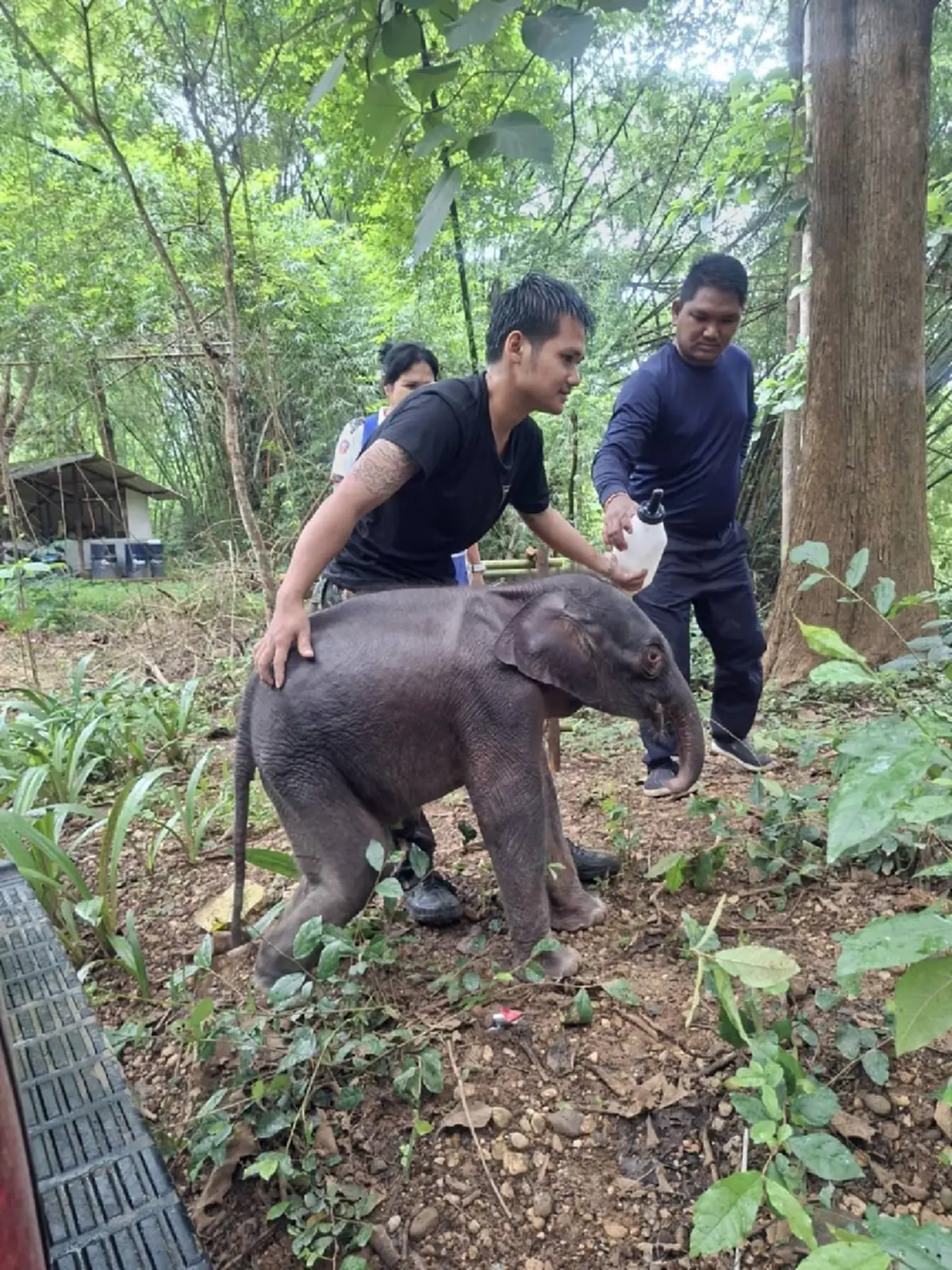 อาการน่าห่วง ลูกช้างป่า พลัดหลงโขลง สัตวแพทย์เร่งยื้อชีวิต