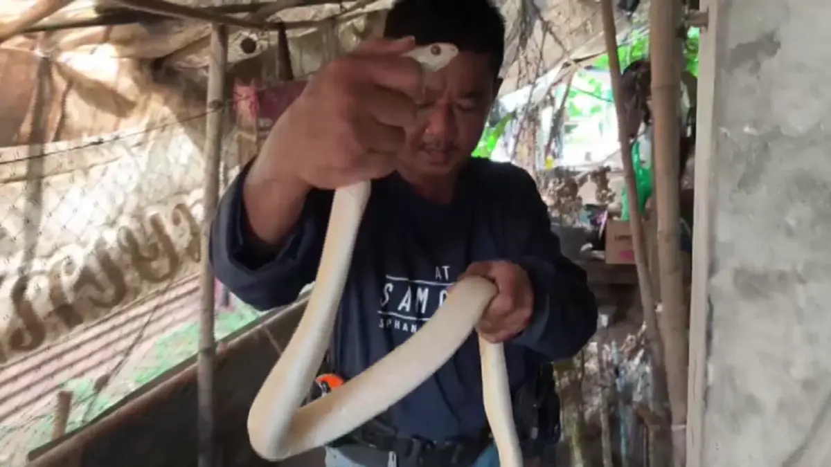 เปิดเลขที่บ้าน หลังเจองูสิงหางลายเผือกตาแดงเลื้อยติดสุ่มไก่