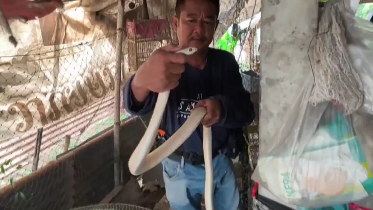 เปิดเลขที่บ้าน หลังเจองูสิงหางลายเผือกตาแดงเลื้อยติดสุ่มไก่