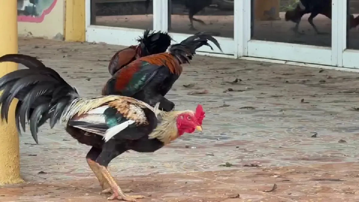 วัดเพชรบุรีเดือดร้อน! เซียนไก่ชนแพ้แล้วทิ้งวัดนับร้อยตัว