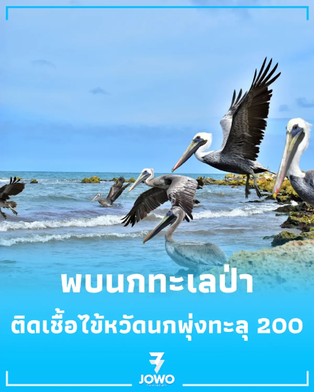 ออสเตรเลียพบนกทะเลป่าติดเชื้อไข้หวัดนก H5N1 พุ่งทะลุ 200