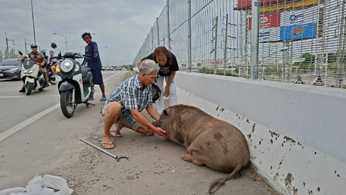 หนีเที่ยว 4 วัน! "เจ้าเล็ก" หมูป่า 100 โลป่วนสะพาน ตาต้องง้อกลับ